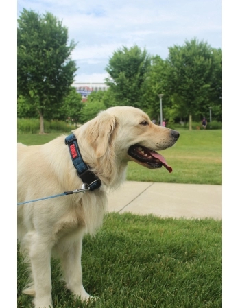 PAW NYLON COLLAR AZUL LG 45-66CM