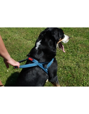 PAW NORWEGIAN HARNESS AZUL SM