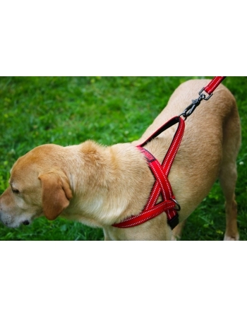 PAW NORWEGIAN HARNESS AZUL XL