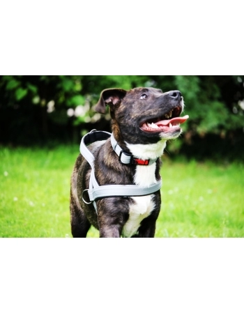 PAW NORWEGIAN HARNESS PRETA SM