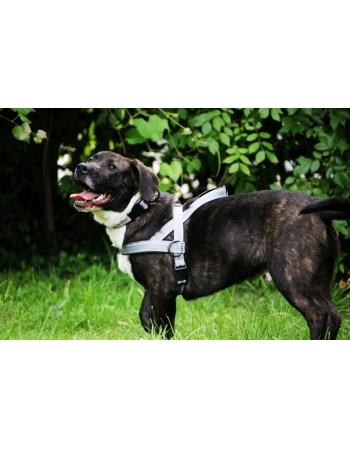PAW NORWEGIAN HARNESS CINZA LG