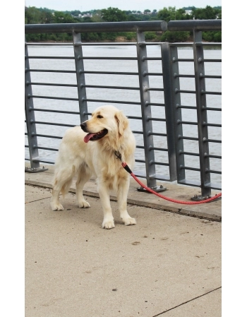 PAW ROPE LEASH CINZA 1,5M