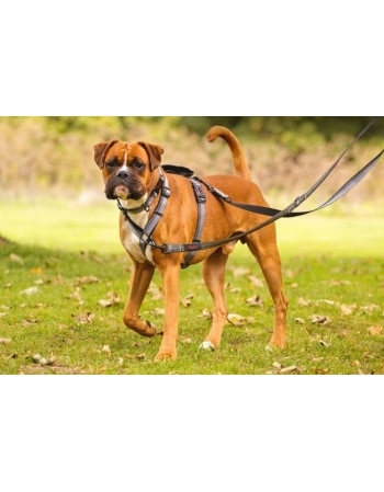 CA HALTI WALKING HARNESS G(DHW032M)